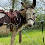 © Ferme pédagogique et balade avec un âne - Marine Bellumori