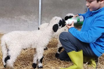 © Ferme pédagogique et balade avec un âne - Marine Bellumori