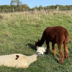 © Ferme pédagogique et balade avec un âne - Marine Bellumori