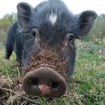 © Ferme pédagogique et balade avec un âne - Marine Bellumori