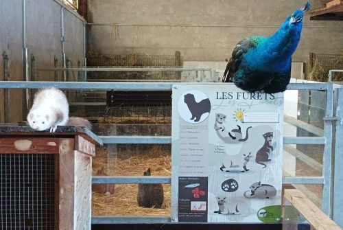 La Ferme de la Marinette - Visite ferme pédagogique