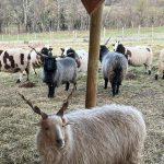 © La Ferme de la Marinette - Ferme pédagogique - La Ferme de la Marinette