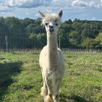 © La Ferme de la Marinette - Ferme pédagogique - La Ferme de la Marinette