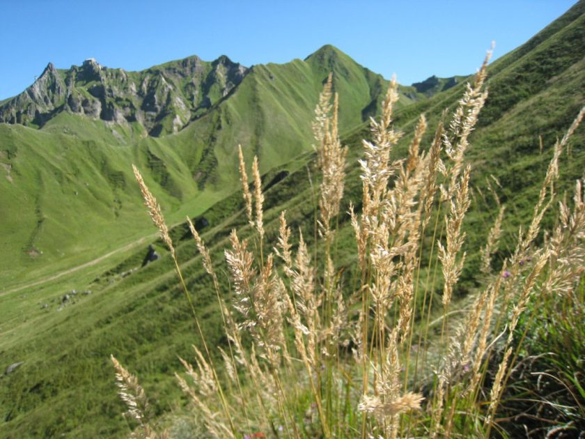 © Réserve naturelle de Chastreix Sancy - DR Office de tourisme du Sancy