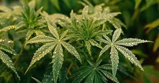 Exploring Cannabis Seeds Ohio for Every Enthusiast Exploring Cannabis Seeds Ohio for Every Enthusiast