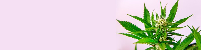 Exploring Cannabis Seeds Ohio for Every Enthusiast Exploring Cannabis Seeds Ohio for Every Enthusiast